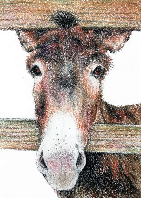 Donkey Aceo Art Coloured Pencil Drawing 25 X 35 Animal Canvas
