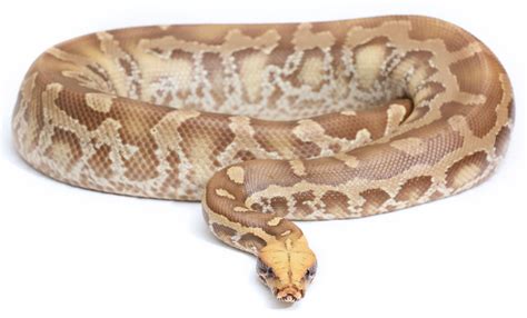 Caramel Albino Vpi Short Tailed Python Traits Morphpedia