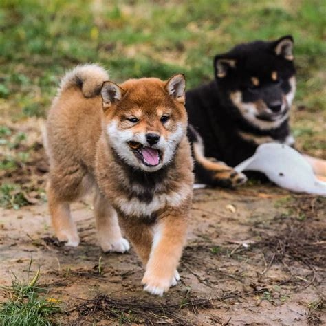Shiba Inu Shiba Inu Cute Animals Dog Rules