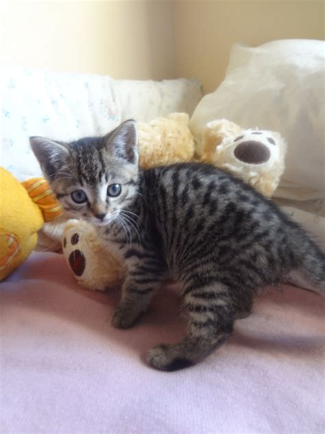 2 Adorable Spotted And Striped Tabby Kittens Female Cat In Nsw