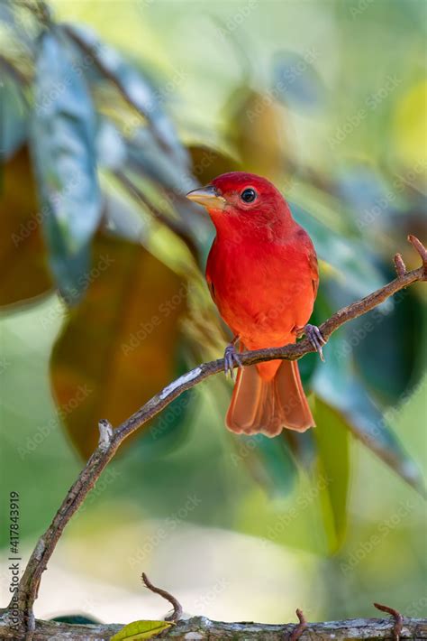 Red Tanager In Green Vegetation Bird On The Big Palm Leave Summer