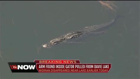 Gator Dragged Woman Into Lake Arm Found Inside