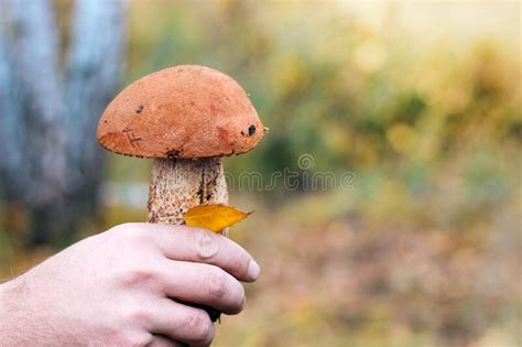 Leccinum Aurantiacum Mushroom Boletus Male Mushroom Picker Hands Hold