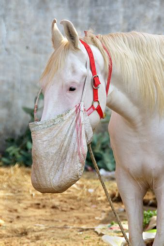 Nukra Marwari Horse Stock Photo Download Image Now Istock