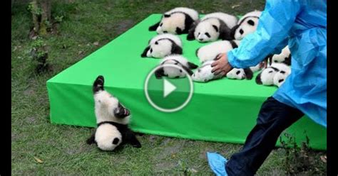 Aww So Cute Baby Pandas Playing With Zookeeper Funny Baby Pandas