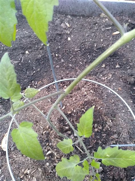 Tomato Plant Leaves Turning Black Primary Infections Penetrate Tomato