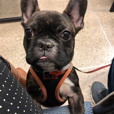 The french bulldog's affectionate, easy going temperament is one of the most appealing features for many owners. The Animal Medical Center NYC (@amcny) • Instagram photos ...