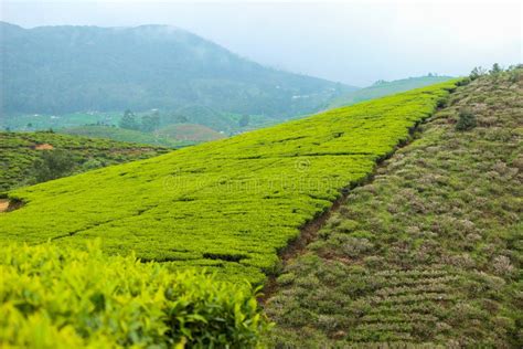 Tea Land In Sri Lanka Beautiful Seen Of Upcountry Sri Lanka Green