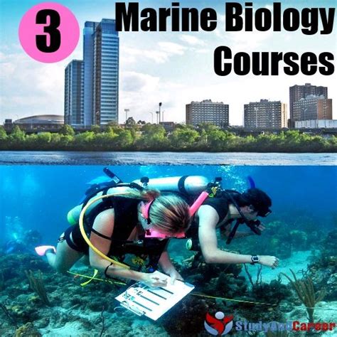 Best 25 Marine Biology Jobs Ideas On Pinterest Marine