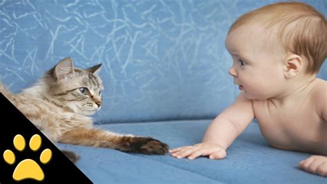 Cute Cats And Adorable Babies Compilation Youtube