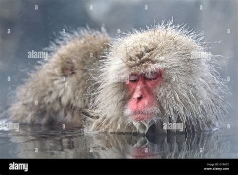 Japanese Snow Monkey Monkey Hot Steam Bath Macaque Monkeys Stock Photo