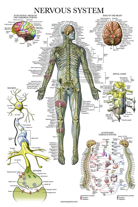 Buy Nervous System Anatomy Poster Laminated Autonomic Nervous