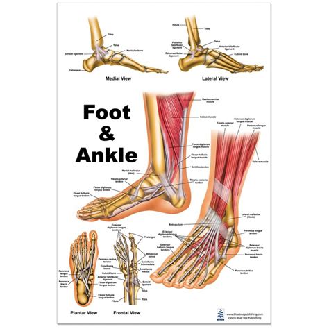 Ankle And Foot Anatomy