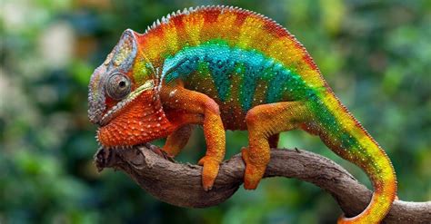 10 Mind Blowing Chameleon Facts A Z Animals