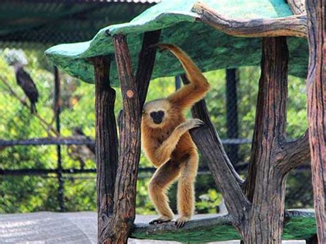 Mengenal nama hewan dari patung binatang di taman krida wisata hallo friends. Rahmat Zoo & Park, Kebun Binatang di Perbaungan ...