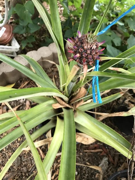 My Dad Grew A Pineapple Plant From A Pineapple Top And Here Is Is
