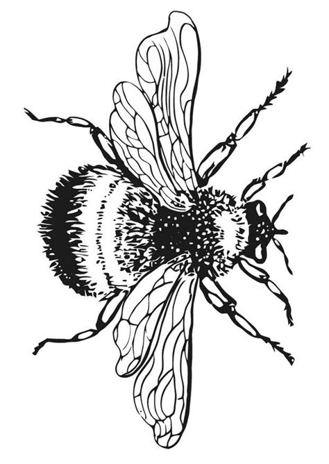 Bees are one type of insect that is very unique and interesting. Printable Bumble Bee - Coloring Home
