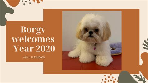 Cute Shih Tzu Puppy Welcomes Year 2020 With A Flashback