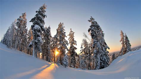 Trees Under Heavy Snow In Winter Forest Wallpapers And