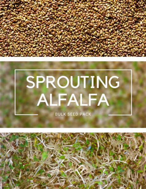 Bulk Sprouting Seeds
