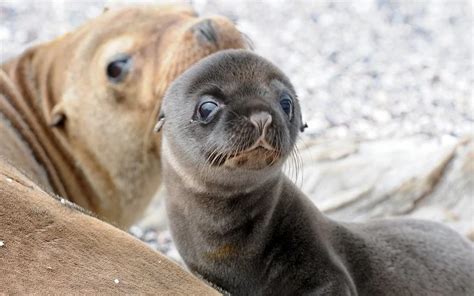 Best Time To See Baby Sea Lions In Galapagos Islands 2021 Roveme