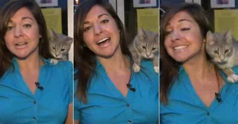 Newscaster Nicole Didonatos Has Purr Fect Delivery New York Daily News