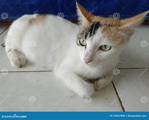 A Beautiful Pregnant Female Cat Was Sitting Relaxing On The Floor Stock