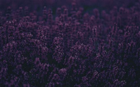 2560x1440 Nature Lavender Flowers Wallpaper Coolwallpapersme