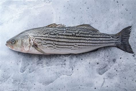 Pacifico Striped Bass True Striped Bass Samuels Seafood
