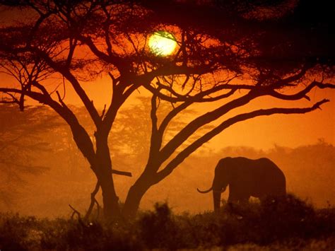 Download Animal African Bush Elephant Wallpaper