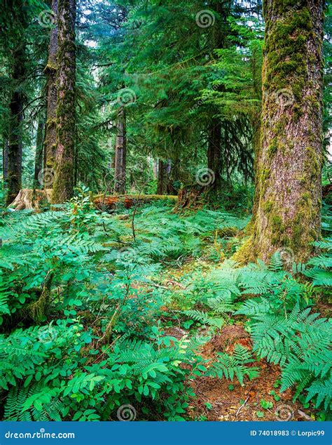 Wald Oregon Stockbild Bild Von Eingebürgert Olympisch 74018983