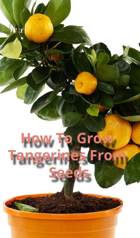 How To Grow Tangerines From Seeds Seeds Tangerines Container Vegetables