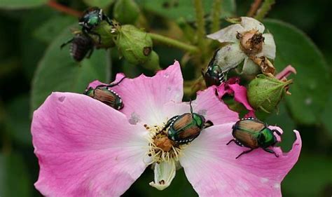 Japanese Beetle Gardening With Charlie