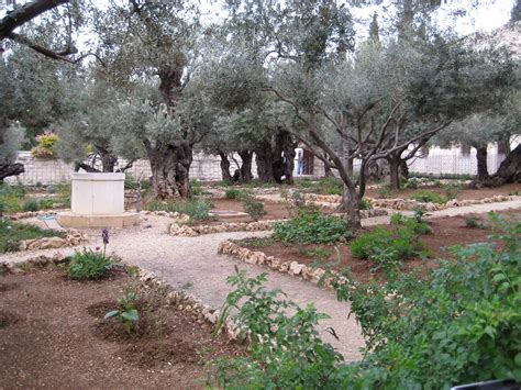 Garden Of Gethsemane Garden Of Gethsemane Holy Land Israel Bible Land