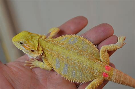 Available Beardies Carolina Classic Dragons