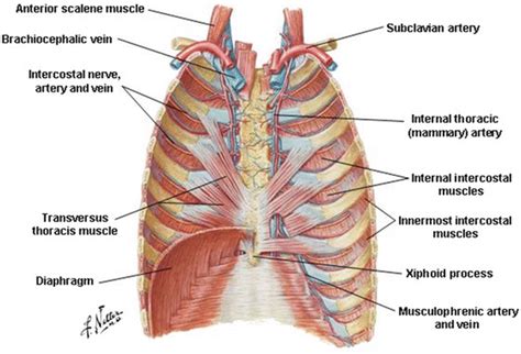 Anatomy Of Chest Wall Dorsal Aspect Of Thorax Posterior And Lateral Images