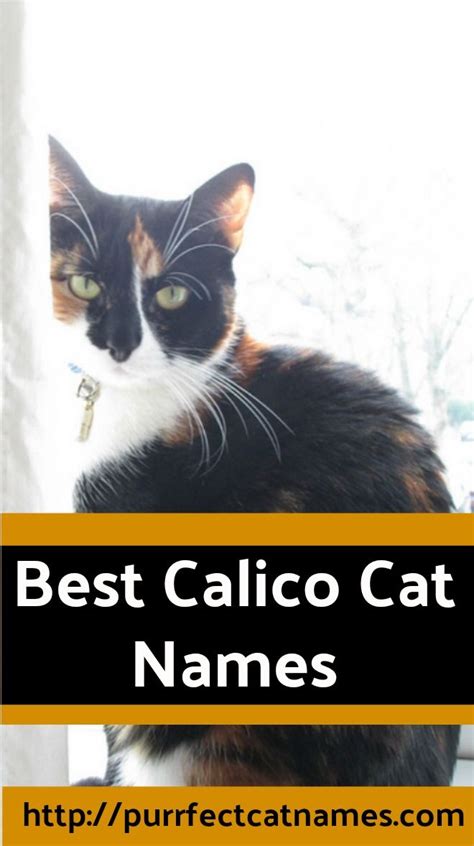 We've got you covered with these over 200 names for male and female. Calico Cat Names | Calico cat names, Calico cat, Cat names