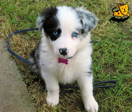 Merle/border collie pups available week commencing 23rd march. Cute Blue Merle Border Collie « Cute and Funny Pet Photos ...