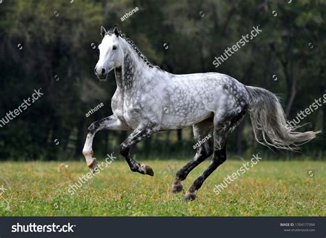 Light Dapple Grey Horse