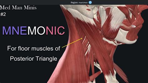 Mnemonic For Posterior Triangle Floor Contents Boundaries Of Posterior