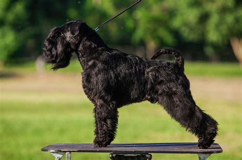 Standard definition, something considered by an authority or by general consent as a basis of comparison; Standard Schnauzer Info, Temperament, Puppies, Pictures