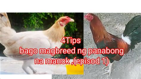 4tips Bago Mag Breed Ng Panabong Manok Youtube