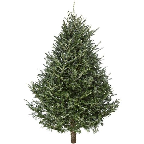 Fraser Fir Real Christmas Tree Fresh Cut 4 8ft Free Uk Delivery