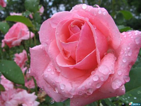 Melhores Fotos De Flores Lindas E Coloridas Rosa Azul Roxo Veja