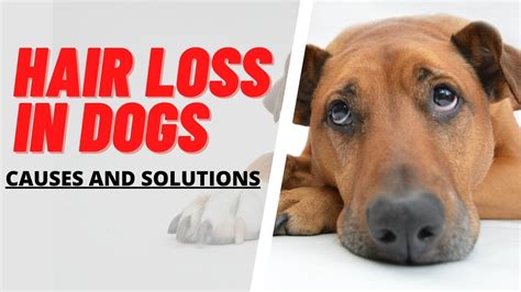 Why Is My Dog Losing Hair Causes And Solution Explained Youtube