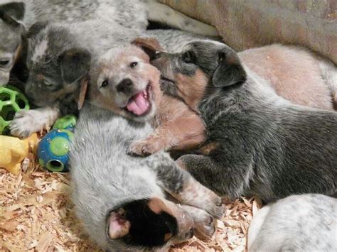 I call it a pile of puppies. Puppy Pile ♥♥♥ | ANIMALS | Pinterest