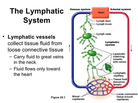 Describe The Path Of Lymph Circulation