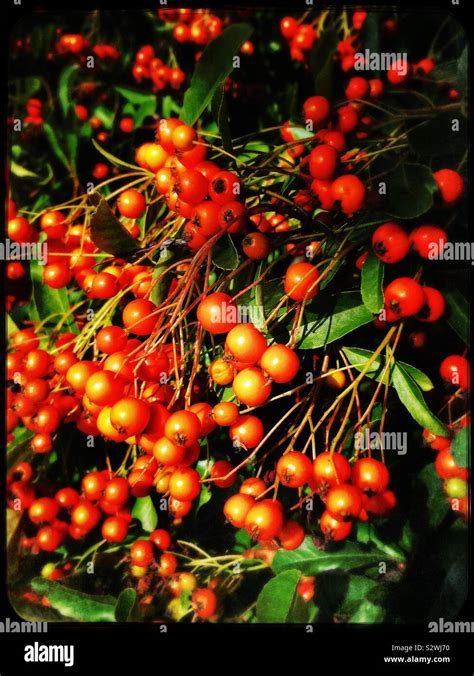 Orange Berries Garden Plant Hi Res Stock Photography And Images Alamy