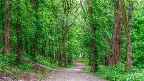 Way Trees Green Viewes Forest Path Hdr Beautiful Views