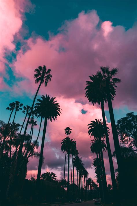 Pink Sunset Los Angeles Scenery Palm Trees Turquoise Sky Sunset